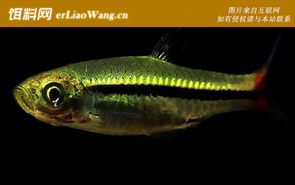 蓝线金灯:金线灯鱼