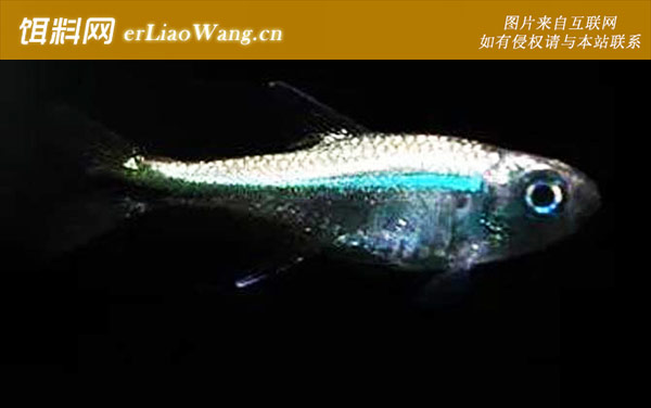 喷火灯鱼:蓝线金灯