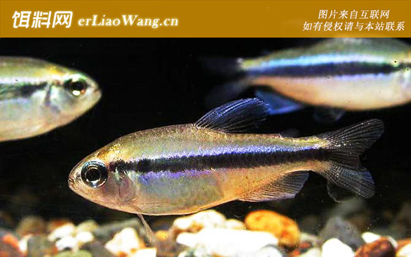 玫瑰扯旗鱼:黑霓虹灯