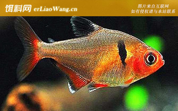 帝王灯鱼:玫瑰扯旗鱼