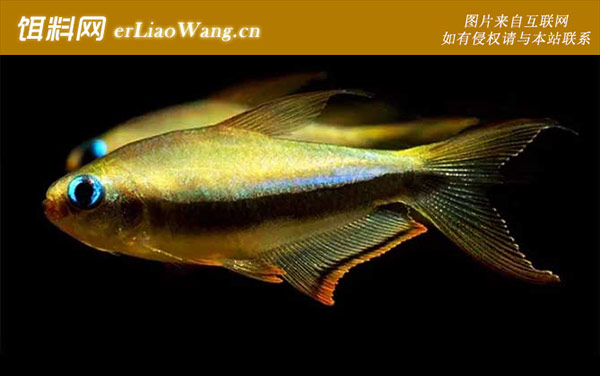绿莲灯鱼:帝王灯鱼