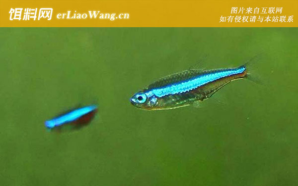 绿蜻蜓灯:绿莲灯鱼