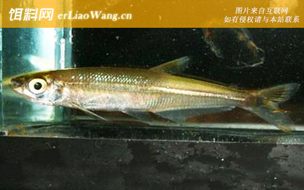 绿蜻蜓灯:绿蜻蜓灯