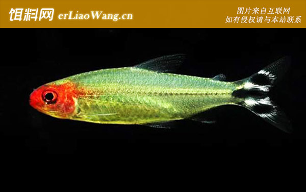 火尾灯鱼:红鼻剪刀