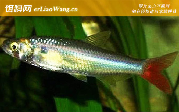 飞凤灯鱼:火尾灯鱼