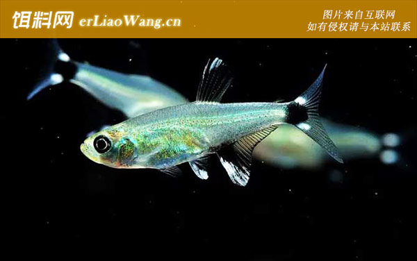 火兔灯鱼:飞凤灯鱼