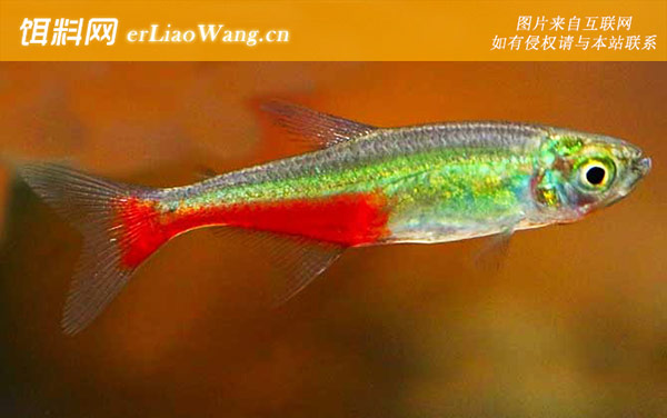 露比灯鱼:火兔灯鱼