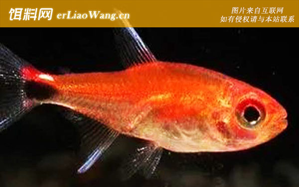 红尾金灯:露比灯鱼