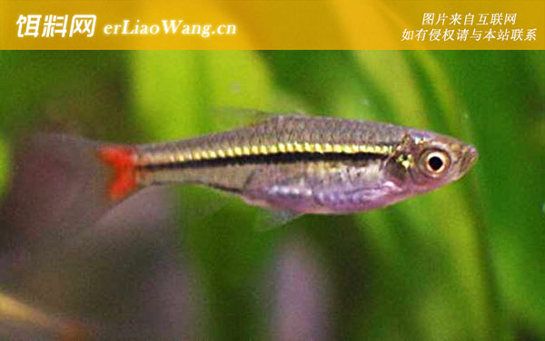 红尾平克:红尾金灯