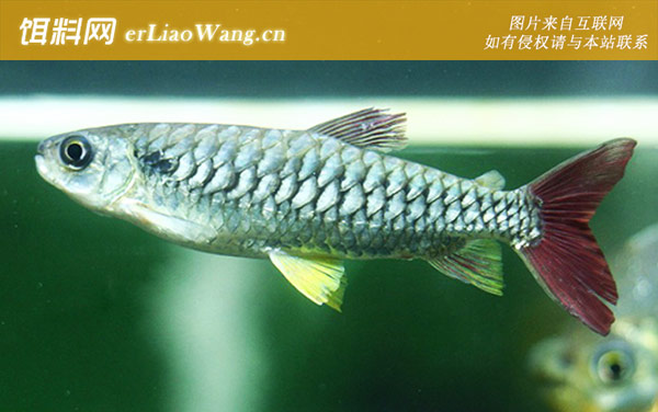 红尾河虎:红尾平克