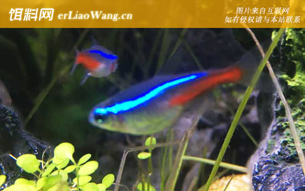 红绿灯鱼:生活习性