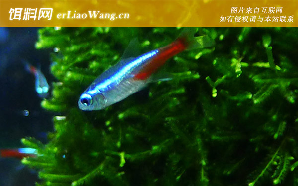 红绿灯鱼繁殖方法及注意事项-雌雄鉴别