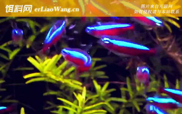 红绿灯鱼:注意事项