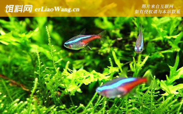 霓虹灯鱼:生活习性