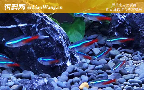 霓虹灯鱼是什么鱼-雌雄鉴别