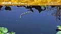 《七星漂正确的调漂方法》封面图