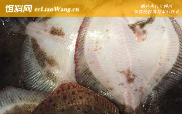 多宝鱼价格多少钱一斤-产地分布