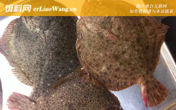 多宝鱼:食用价值