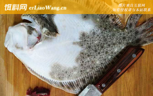 多宝鱼:处理方法