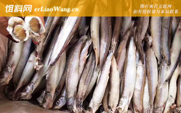 多春鱼是什么鱼-分布范围
