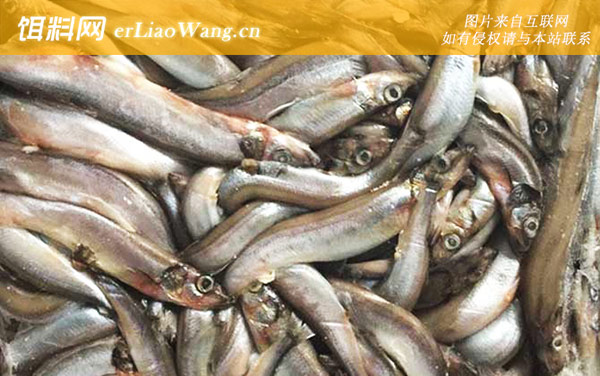 多春鱼:产地分布