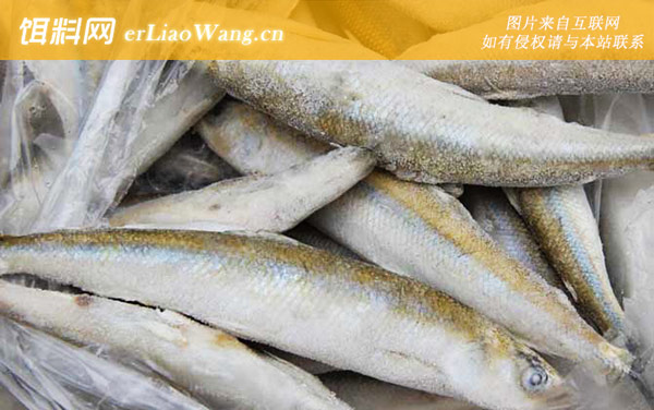 多春鱼:食用价值