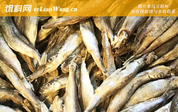 多春鱼:生活习性