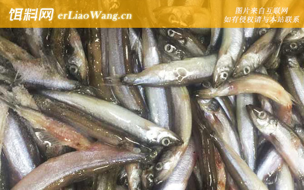 多春鱼:生活习性