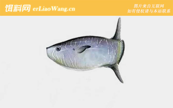 翻车鱼是什么鱼-分布范围
