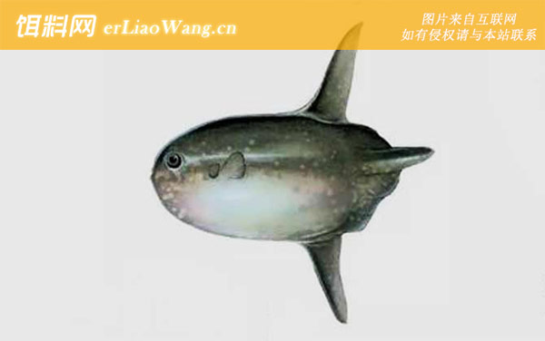 翻车鱼:生活习性