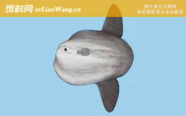 翻车鱼:生活习性