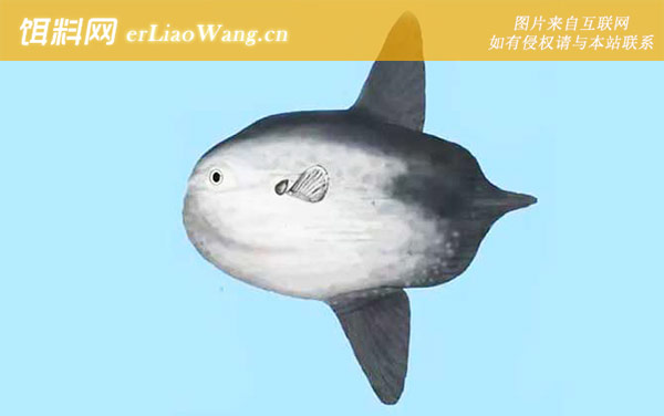翻车鱼:主要原因