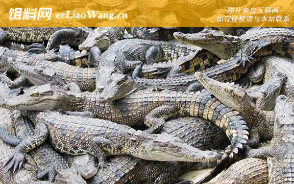 鳄鱼:代表物种