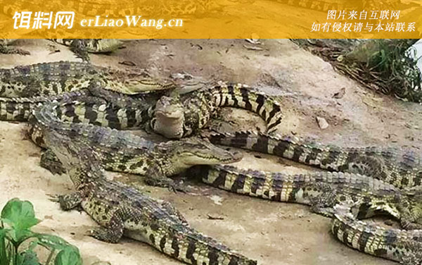 尼罗鳄:美国短吻鳄