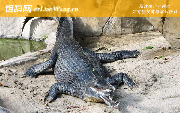 佩滕鳄:恒河鳄