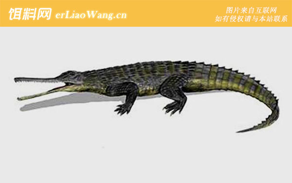 恒河鳄:长吻鳄科