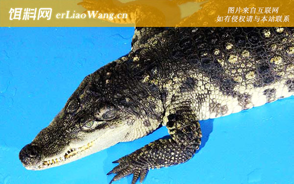 非洲鳄:生活习性