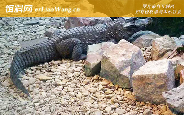 非洲侏儒鳄:生活习性