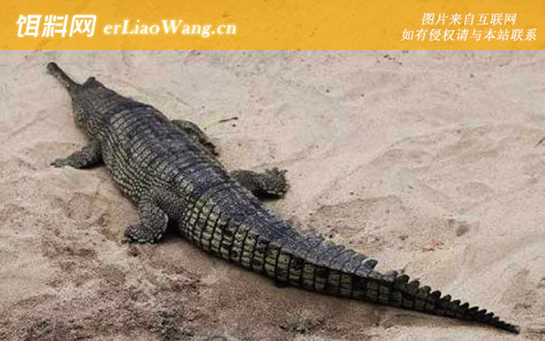 恒河鳄:生活习性