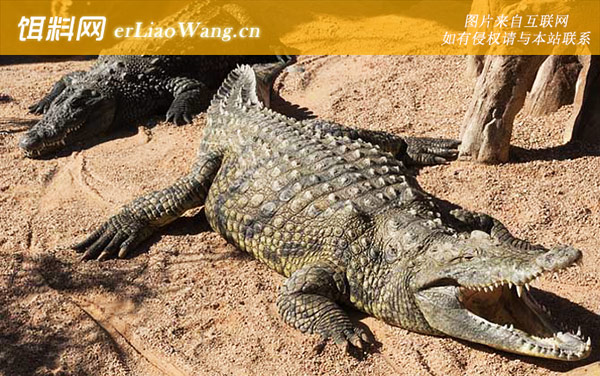 尼罗鳄:生活习性