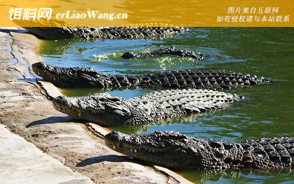 暹罗鳄:生活习性