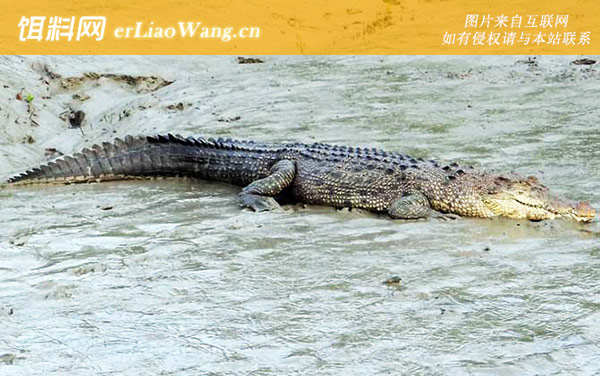 咸水鳄:保护级别