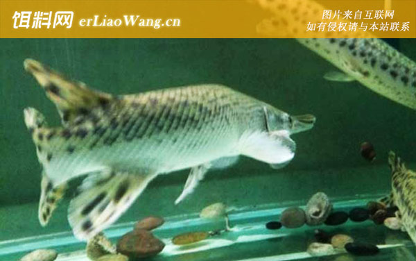 尖嘴鳄:生活习性