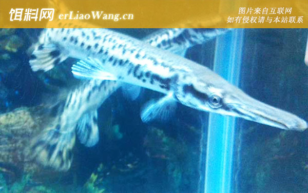 鸭嘴鳄:生活习性