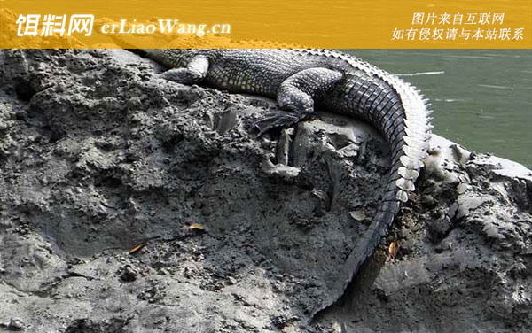 鳄鱼:代表物种