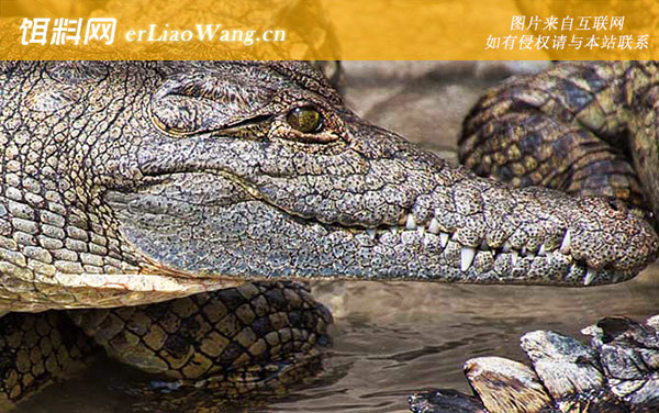 鳄鱼:代表物种