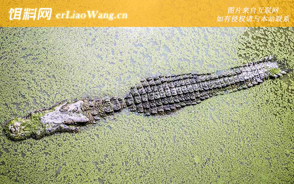 鳄鱼:养殖技术