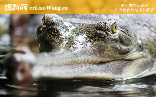 宠物鳄鱼价格及饲养方法-饲养方法