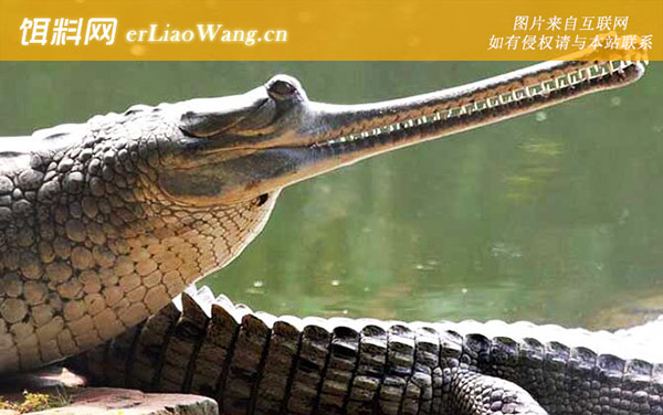 鳄鱼:注意事项