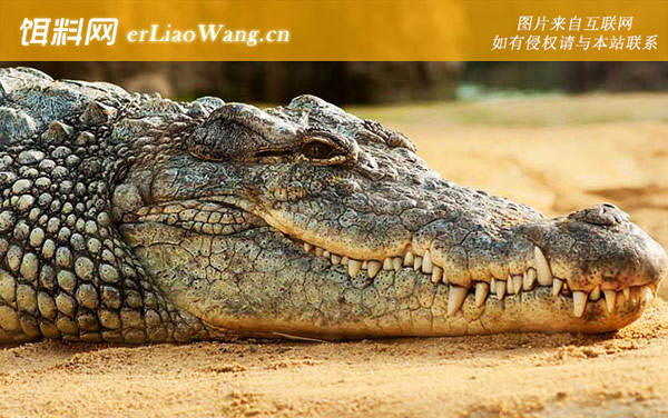 鳄鱼:鳄鱼舌头有什么用?